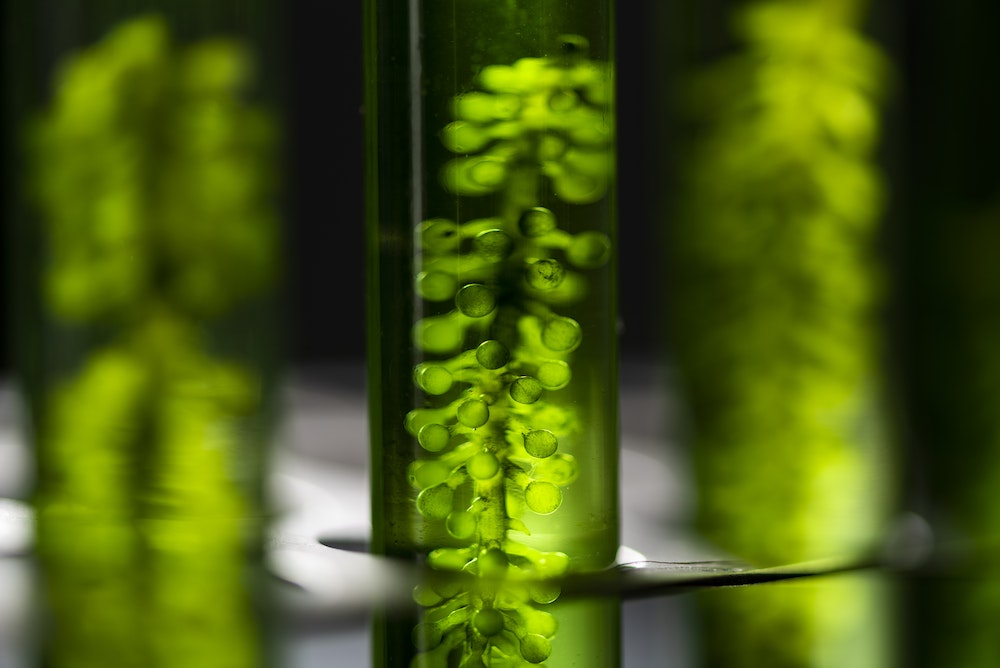 Le Passage au Bio : Une Transition Alimentaire Étape par Étape