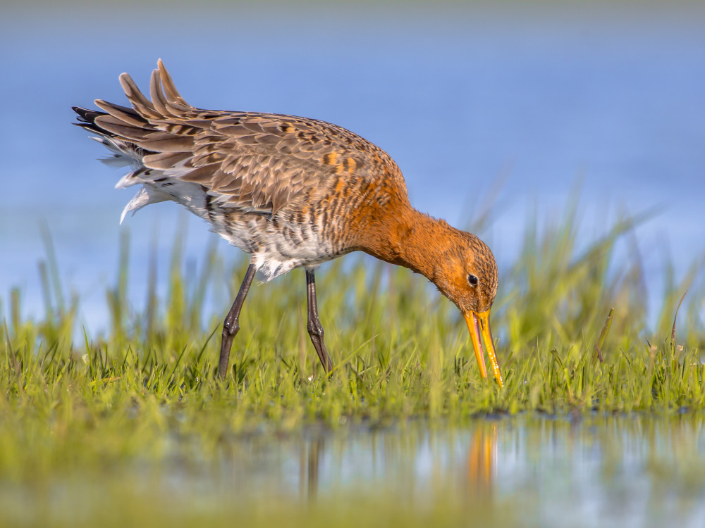Sauvons les zones humides : un enjeu crucial pour la biodiversité
