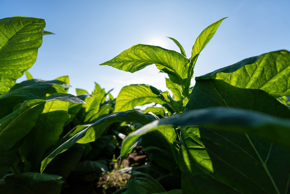 Le développement durable : moteur de transformation de l'économie mondiale