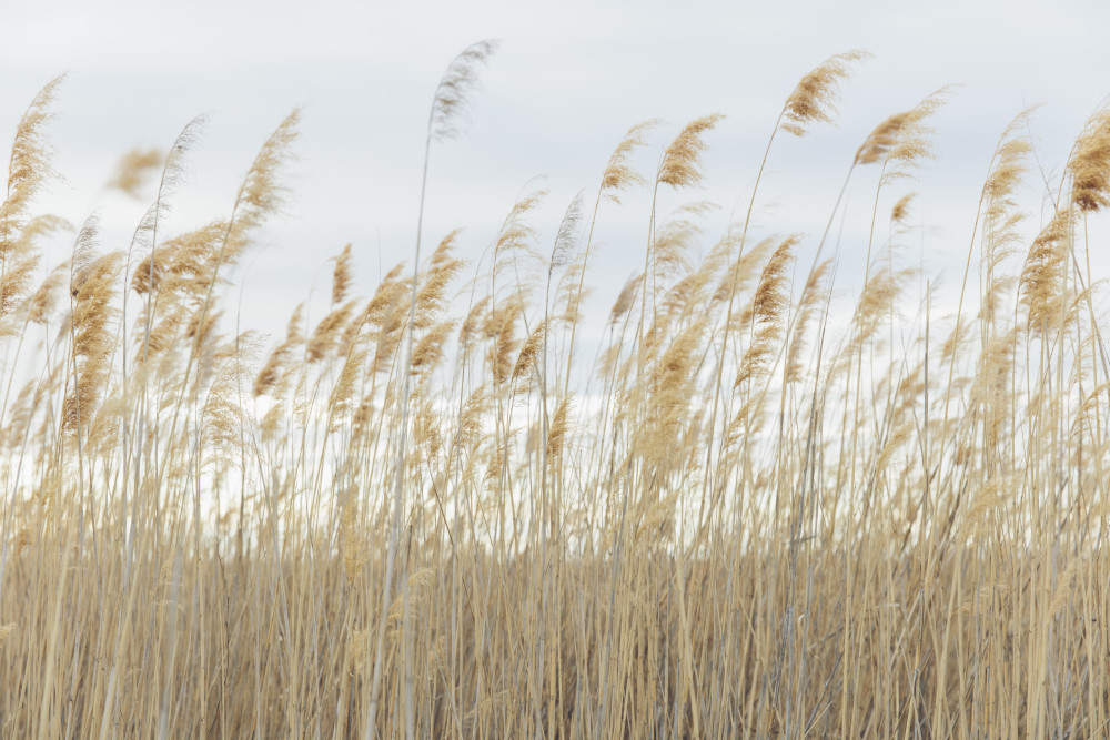 Biodiversité en danger : Comprendre et agir pour préserver notre patrimoine naturel