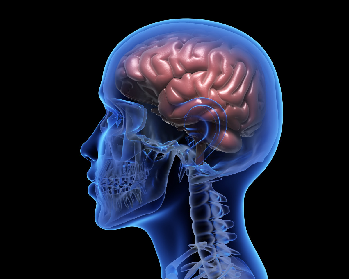 Manger bio pour booster votre cerveau : découvrez les bienfaits des régimes alimentaires bio sur la santé cognitive