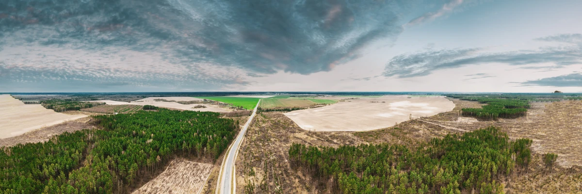 Déforestation : impacts et stratégies de reforestation