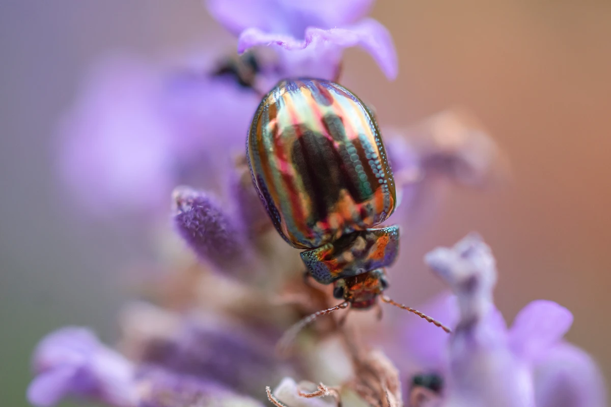 Les nouvelles technologies au service de la biodiversité